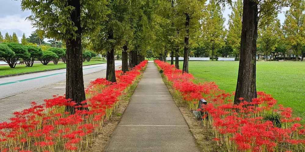 Red spider lilies lining a campus path in autumn